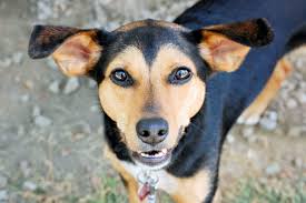 Looking for your new pet can be very difficult and each puppy breed is different. How Big Do Beagles Get Plus Size Info For Beagle Mixes Embora Pets