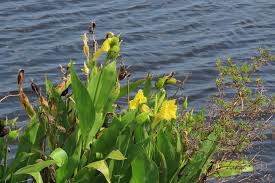 Image result for Canna sp. (cf. flaccida)