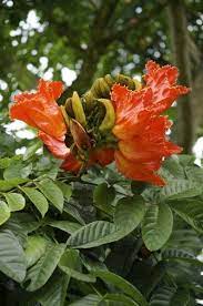 Looking for flowers in hollywood, dania beach, hallandale, miramar, davie, cooper city or pembroke. What Is An African Tulip Tree Learn About African Tulip Tree Care