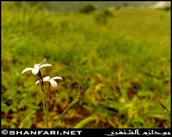 Image result for Kohautia caespitosa