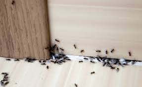 I bought these terro ant killer liquid ant baits on amazon and they worked magically to get rid of the ants. Borax Icing Sugar As An Ant Killer