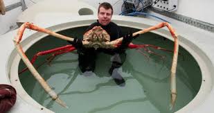 How big can coconut crabs get? Meet The Japanese Spider Crab The Daddy Long Legs Of The Sea