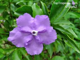 Image result for Brunfelsia pauciflora