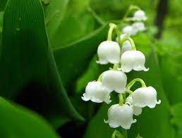 Google Image Result For Http Blog Hotelclub Com Wp Content Uploads 2009 06 Li Lily Of The Valley Valley Flowers Garden Guide