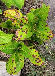 Image result for Cercospora hydrangea
