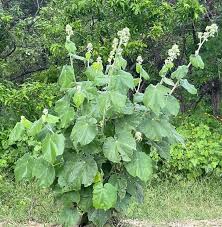 Image result for Abutilon austro-africanum