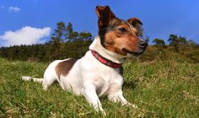 Brindle is the expression of black bars on a tan background. The Bold And Lovable Jack Russell Terrier K9 Web