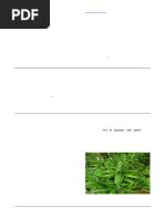 Image result for Croton polytrichus