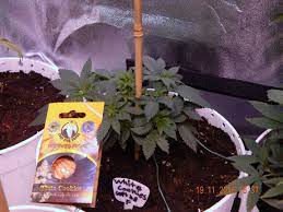 Crop King Seeds White Cookies White Greenery White C
