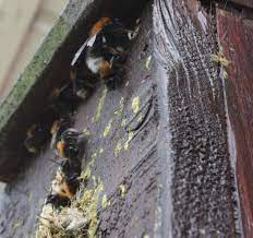 Why do bumble bees sting? How To Encourage Bumblebees To Nest In Your Garden Scottish Wildlife Trust