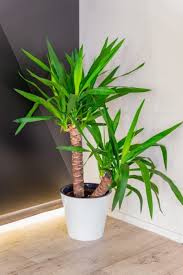 The pot should be large enough that all the roots fit inside, but small e. Dracaena Guide How To Take Care Of A Dracaena Plant