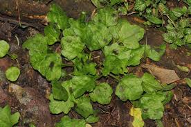 Image result for Plantago palmata