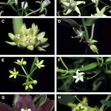 Image result for Cynanchum mulanjense