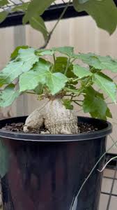 Image result for Kedrostis leloja