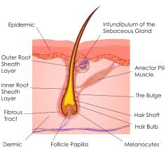 Drain pus completely until blood starts coming out. Waxing Services Vs Laser Hair Removal Fox Vein Laser Experts