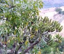 Image result for Cussonia sessilis