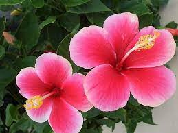 Pin On Flowers Of Hawaii