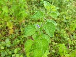 Image result for Hyptis