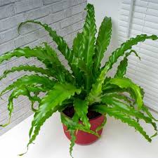 Image result for Asplenium