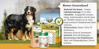 Für die haltung eines berner sennenhundes ist ihre wohnsituation wichtig: Berner Sennenhund