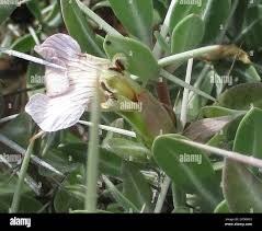 Image result for Blepharis