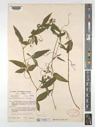 Image result for Cayratia gracilis