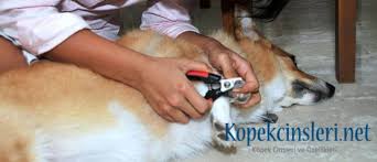 Kopegim Kasiniyor Sebebi Ve Cozumu