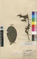 Image result for Rytigynia sp. M