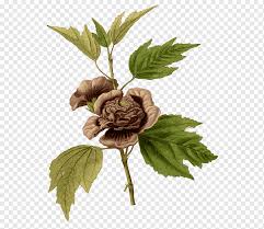 Now that i know the name, i can do further research to see if i can find some seeds here in louisiana. Common Hibiscus The Paradisus Londinensis Flower Malope Vaccinium Triflorum Others Maple Leaf Branch Png Pngwing