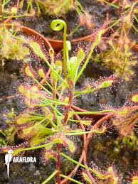 Image result for Drosera madagascariensis