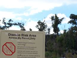 Check spelling or type a new query. Phytophthora Cinnamomi Wikipedia