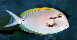 Image result for Sartidia angolensis