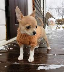 Dog Clothing Puppy Sweater Chihuahua Clothes Cat Clothing Etsy Sweater Puppy Dog Clothes Chihuahua Dog Pictures