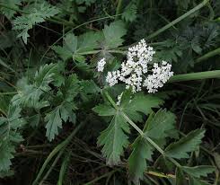 Image result for Pimpinella afra