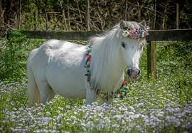 Baby cow= calf baby deer= doe baby horse= pony. Waffle The Rescue Horse Is Expecting Humane Society Of Missouri Launches Live Stream Ahead Of Birth Fox 2