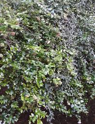 Effective as a low hedge, specimen plant or en. Find Trees Learn University Of Arizona Campus Arboretum