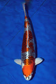 National Koi Show 2021 Winners