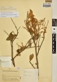 Image result for Trichoscypha lucens