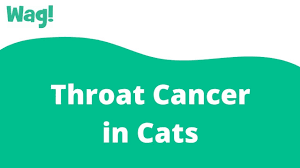 The good, the bad and the ugly of treatment. Throat Cancer In Cats Symptoms Causes Diagnosis Treatment Recovery Management Cost