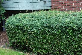 Image result for Jasminum breviflorum
