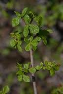 Image result for Commiphora angolensis