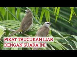 Seiring dengan semakin populernya burung trucukan, tidak sedikit yang download suara burung trucukan jawa timur dari ponsel. Download Trucuk Berkelahi Mp3 Mp4 3gp Flv Download Lagu Mp3 Gratis