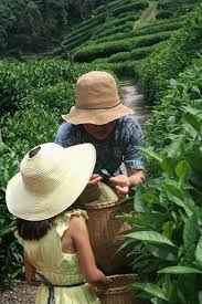 Amazing view of tea plantation. Nana The Tea Plantation Owner Showing Us How To Pick Tea Leaves Picture Of China Highlights Hangzhou Tripadvisor
