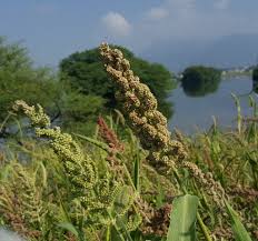 Image result for Echinochloa frumentacea