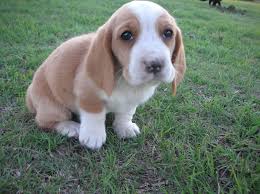 Includes details of puppies for sale from registered ankc breeders. Purchase Small Basset Hound Puppies For Sale Up To 60 Off