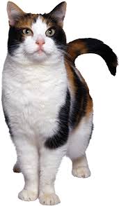 Cat Png Image Free Download Picture Kitten