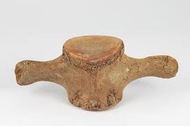 Whales, dolphins and porpoises make up the group of megalodon fossil tooth divers typically find fossil megalodon teeth scattered in association with whale fossils such as vertebrae and teeth. Lot A Whale Bone Vertebrae 3 1 4 X 8 1 2 X 5 In 8 3 X 21 6 X 12 7 Cm