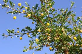 Image result for Acacia exuvialis