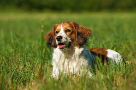 Heute wird der holländische kooikerhondje vom deutschen club für kooikerhondje in deutschland betreut. Kooikerhondje Charakter Haltung Pflege Rassebeschreibung Zooplus