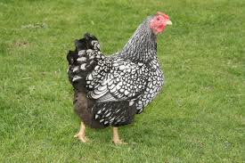 Black And White Speckled Chicken Name Wyandotte Csirke Fajta Chicken Breeds Best Egg Laying Chickens Black And White Chickens